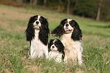 CAVALIER KING CHARLES 731